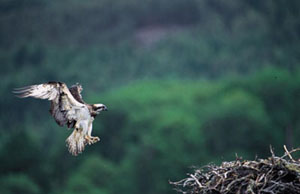 Osprey landing on a nest